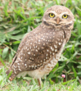 A Nome or Burrowing Owl is a small, long-legged owl found throughout N & S America.