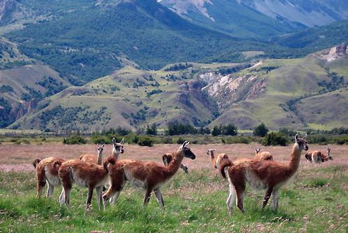 Patagonia wildlife