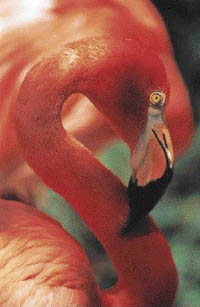 Close up of Flamingo