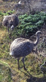 Nandus, an ostrich like bird