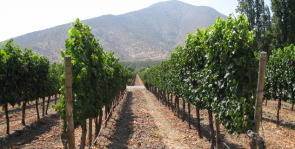 Santa Rita Grape Vines