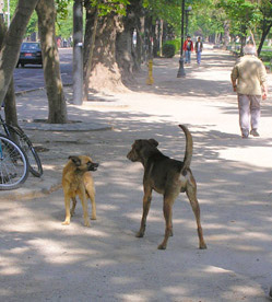 Dogs of Santiago