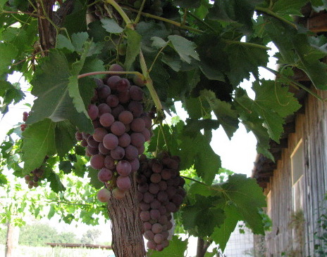 Grape cluster at a farm outside Santiago