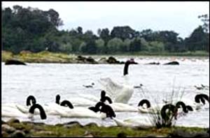 Black Neck Swans